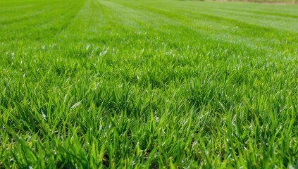 Obraz premium Texture of green grass on spring lawn: close-up of freshly recruited field and scenic natural background.