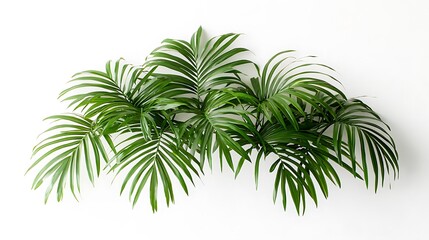Obraz premium Lush Green Palm Fronds Against White Background