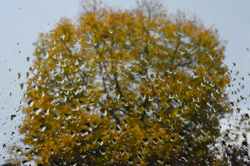 Vitre goutelles et arbre derri&egrave;re en flou
