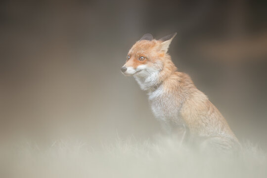 Red fox in classic enviroment. Fox discovery territory.