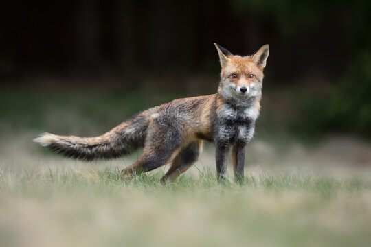 Red fox in classic enviroment. Fox discovery territory. Wildlife scene from nature.