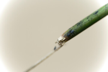 Aphids on the branch