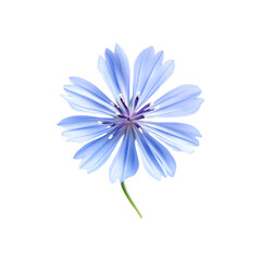 Fototapeta premium A single chicory flower on black background beautiful blue petals nature blossom