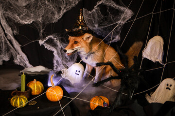 Halloween Fox in a Spooky Web