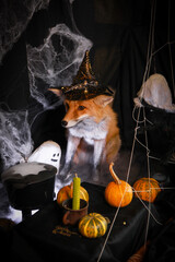 Halloween Fox in a Spooky Web