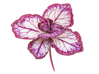 Isolated Decorative Purple and White Leaf