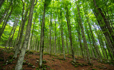 The silence and tranquility of the forests in spring