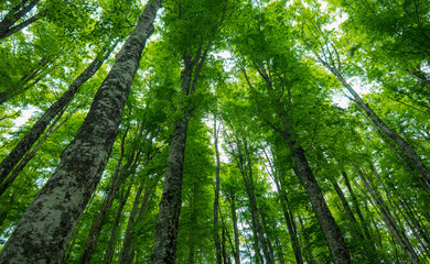 the intense green of the forest in the spring months