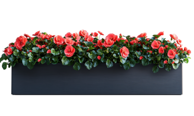 A vibrant display of blooming red begonias in a sleek black planter, showcasing lush green foliage isolated on white background and transparent background.