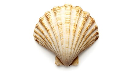 Fototapeta premium A stunning shell isolated on white. The beauty of sea creatures. A close-up of marine elegance. Discover the beauty of sea creatures.