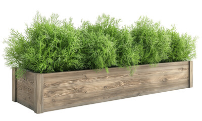 A wooden planter box filled with Dill lush, green plants, showcasing a vibrant and healthy appearance isolated on white background and transparent background.
