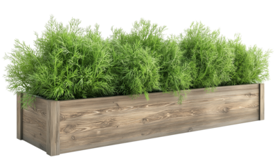 A wooden planter box filled with Dill lush, green plants, showcasing a vibrant and healthy appearance isolated on white background and transparent background.
