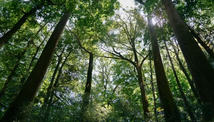 Obraz premium A gentle breeze carries the scent of earth. 