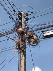 Many bird's nests perched along the power lines on the electric poles.