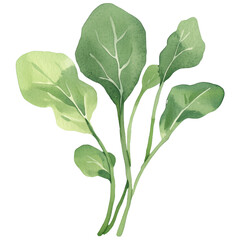 Fototapeta premium simple watercolor illustration of A Beet Greens, on the edge of it, against a white background.