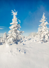 Sunny morning scene in the mountain forest