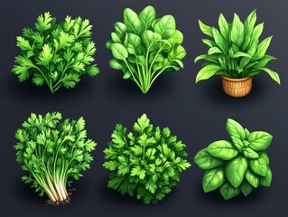 Obraz premium Fresh Green Herbs Parsley Spinach Basil Culinary Herbs