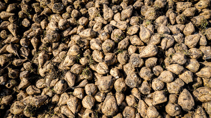 Aerial view on pile of harvested ripe sugar beet