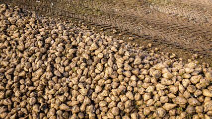 Aerial view on pile of harvested ripe sugar beet