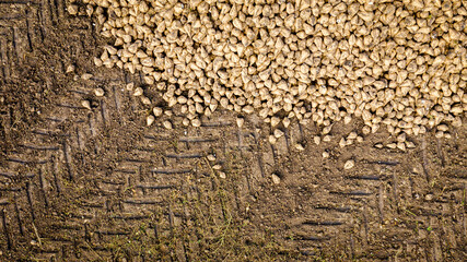 Aerial view on pile of harvested ripe sugar beet