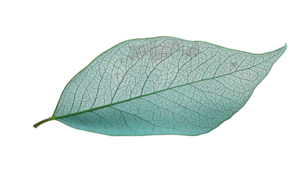 Pale leaf with dark spots, intricate veins, isolated on black