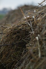 nest, bird, nature, straw, empty, grass, isolated, white, home, animal, natural, tree, egg, hay, brown, dry, nobody, closeup, easter, object, sky, winter