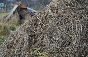 hay, straw, nature, nest, grass, dry, bird, agriculture, texture, yellow, farm, field, bale, tree, natural, plant, summer, food, closeup, abstract, white, isolated, wheat, empty, harvest