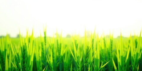 Obraz premium Vibrant Green Field of Immature Cereal Crops Basking in the Warm Sunlight of a Sunny Day