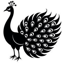 peacock illustration vector