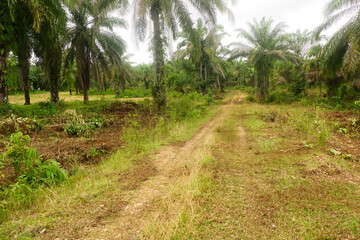 Oil palm plantations, oil palm trees with dirt roads are suitable for the plantation industry