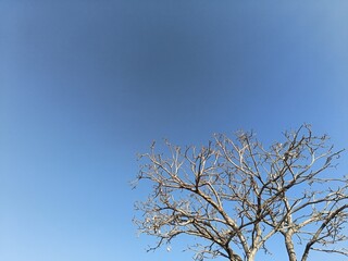 Dead tree and blue sky background, environment concept with copy space