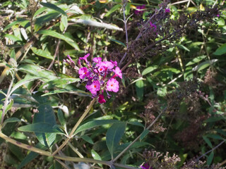 Vivid Purple Wildflower Blooms Among Lush Greenery in Natural Sunlight