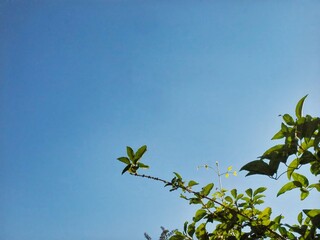 Vibrant Green Foliage Against a Bright Clear Blue Sky