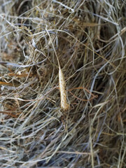 Closeup of Dried Hay with Natural Golden Grass Detail in Barn Setting