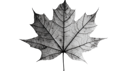 Maple leaf, black and white Leaf vein texture on transparent background