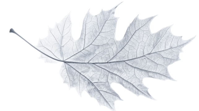 Maple leaf, black and white Leaf vein texture on transparent background