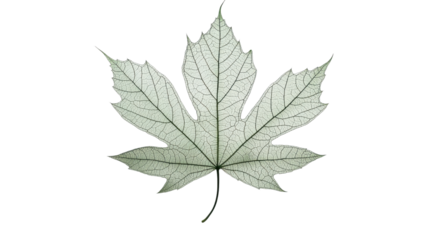 Maple leaf, black and white Leaf vein texture on transparent background