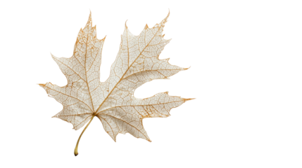 Maple leaf, black and white Leaf vein texture on transparent background