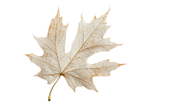 Maple leaf, black and white Leaf vein texture on transparent background