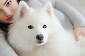 Caucasian woman with samoyed dog resting, showcasing warmth and companionship in a serene setting
