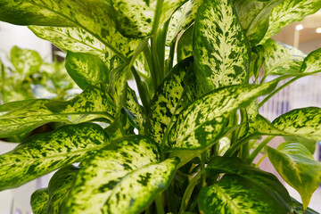 Fototapeta premium Green foliage at Ulemiste Tervisemaja in Tallinn decorates the indoor space, enhancing the atmosphere for visitors