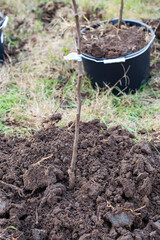 Planting fruit tree seedlings for growing in the garden