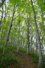 Obraz premium ブナの森歩く富士写ヶ岳