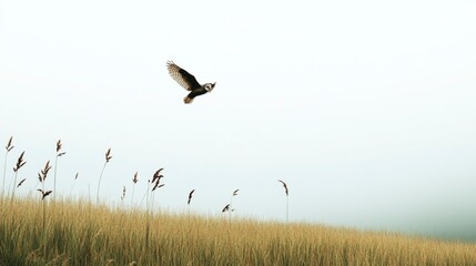Majestic Bird in Flight over Foggy Field