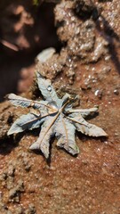 water droplets on dry leaf on ground.