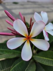 white frangipani plumeria flower