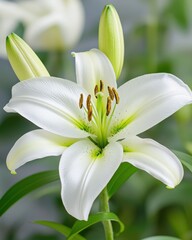 Fototapeta premium Macro shot of silky white lily petals in soft light nature floral detail botanical serenity
