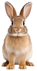 Fototapeta premium PNG Standing rabbit animal bunny pet.