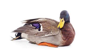 One large wild duck.