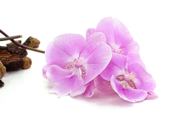 Group of orchid flowers.